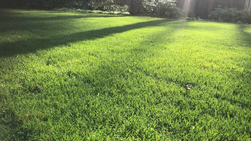 Gezond, diepgroen gras met een dichte grasmat als resultaat van een goed functionerende bodem, actieve wortels en gebalanceerde grasgroei. Diepgroen gazon met gelijkmatige grasgroei en sterke wortelontwikkeling.