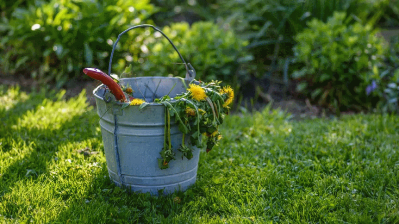 Pak onkruid in het gazon aan bij de bodem