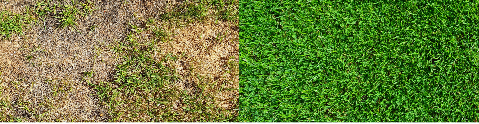 De gazon transformatie met de Gazon cursus van MijnGazonCoach