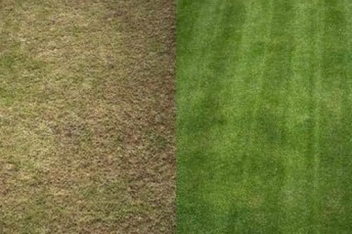 Gazon app MijnGazonCoach