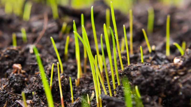 Nieuw graszaad wordt gezaaid op een verticuteerde bodem voor sneller herstel van het gazon