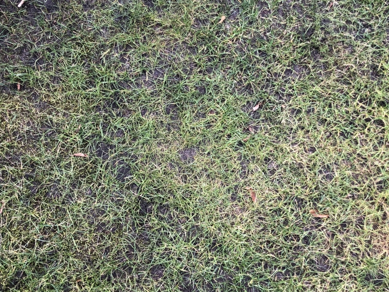 Gazon met kale plekken door slechte opname van voedingsstoffen
