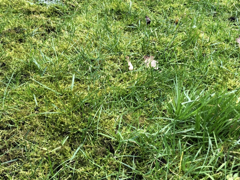 Mosvorming in gazon door lage pH-waarde en zure bodem