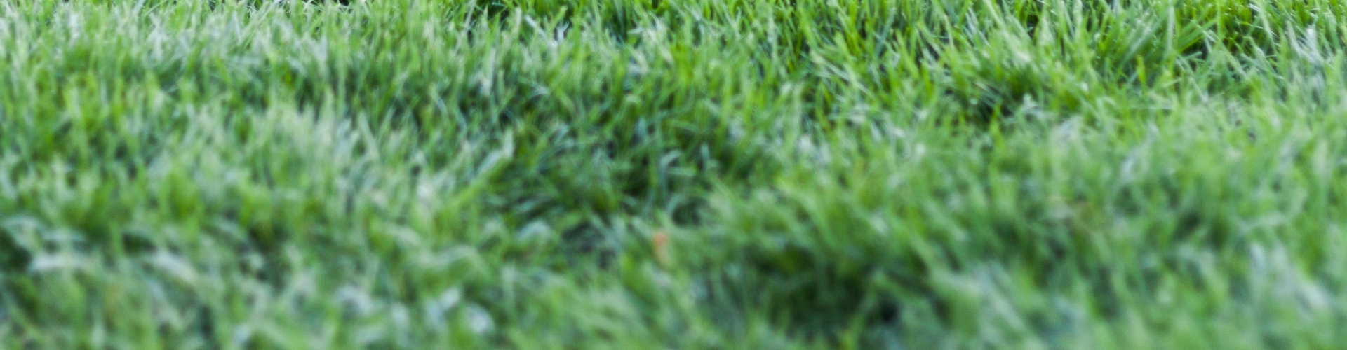 Gazononderhoud en gazonherstel samen met MijnGazonCoach Gazon herstellen met de gras app van MijnGazonCoach