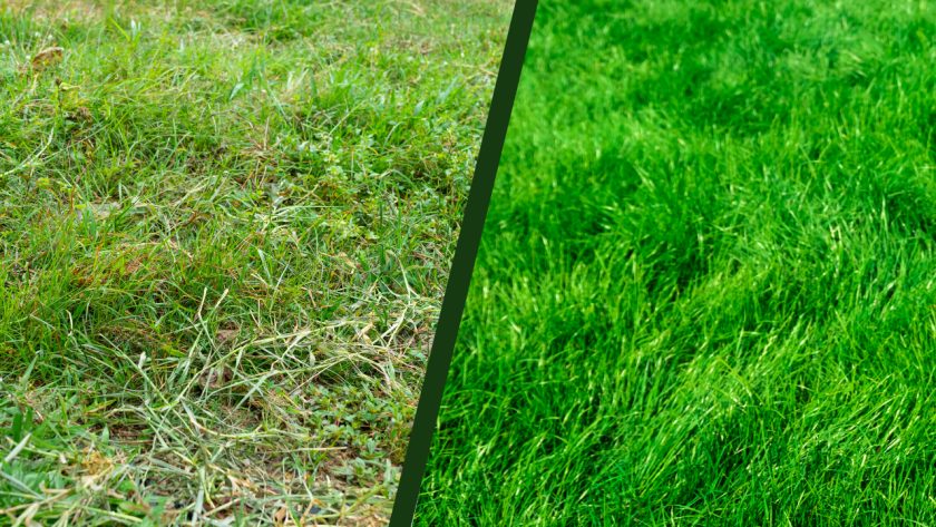 Gazonherstel samen met MijnGazonCoach Groen gras en gazonherstel met de gras app van MijnGazonCoach