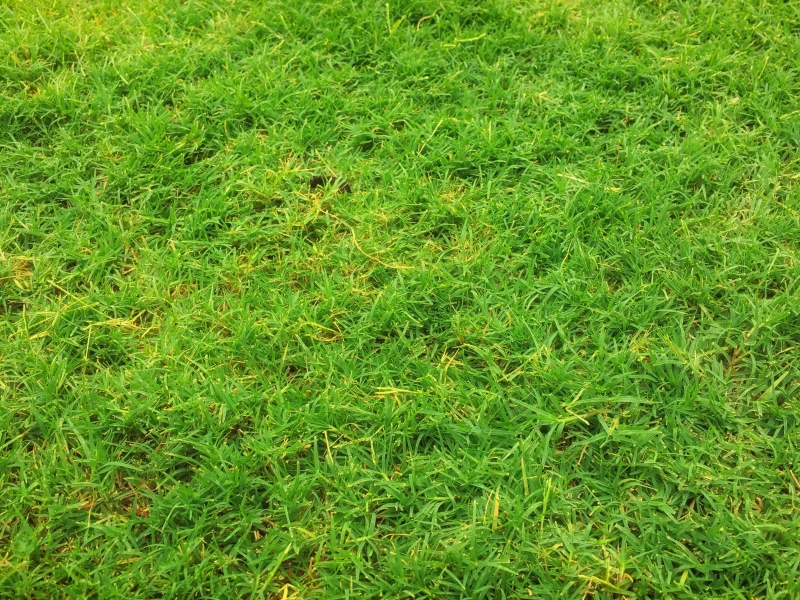 Zwak en geel gras door onjuiste zuurtegraad van de bodem