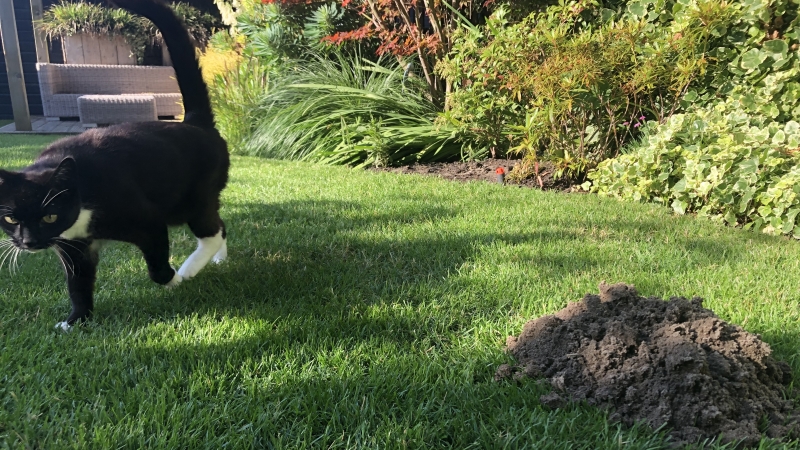 Kat bij een molshoop in een gazon