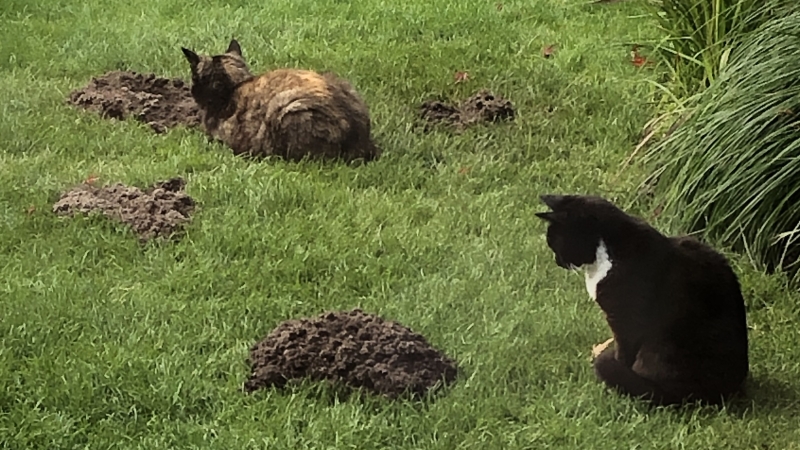 Katten op een gezond gazon met actief bodemleven