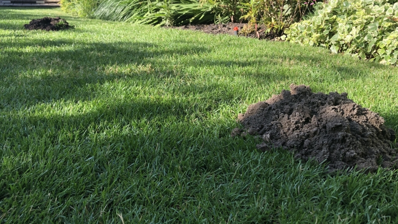Molshopen in een gazon door ondergronds graafwerk van mollen
