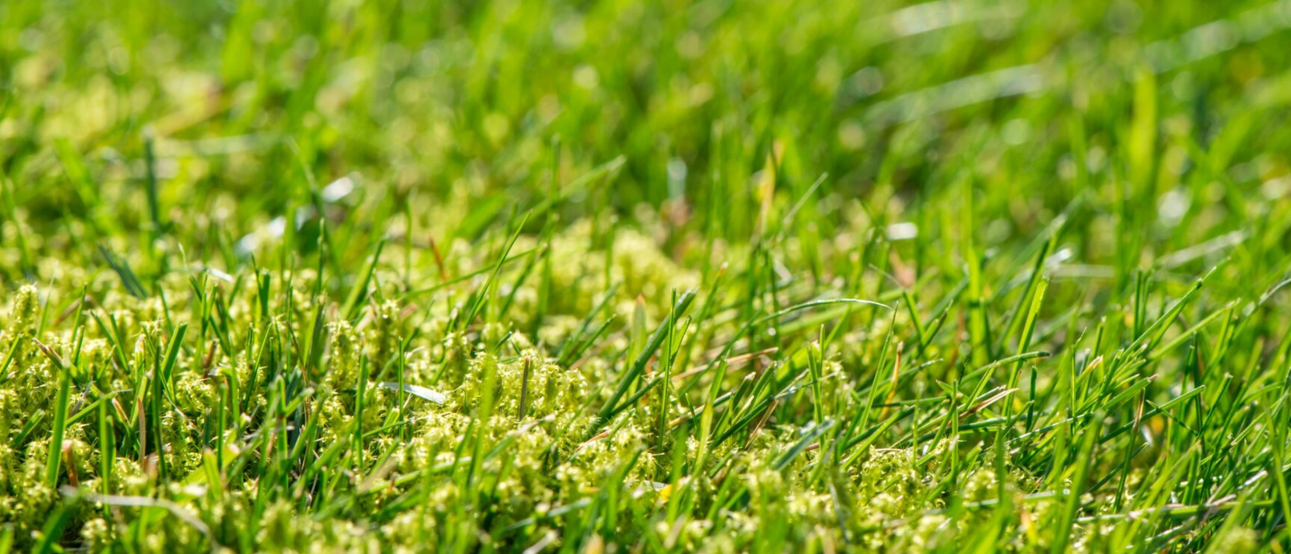 Mos dat zich verspreidt in een gazon waar het gras verzwakt is. Mos ontstaat vaak wanneer de bodem verdicht raakt, de pH waarde te laag is of water slecht kan wegzakken.
