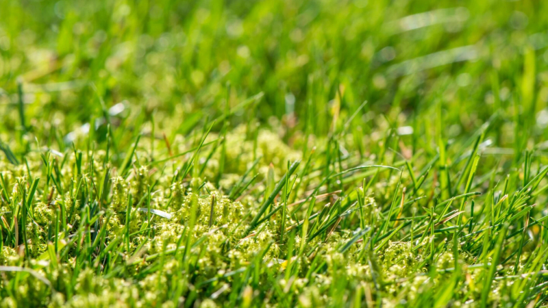 Mos in gazon dat ontstaat door een verdichte bodem en verzwakt gras.