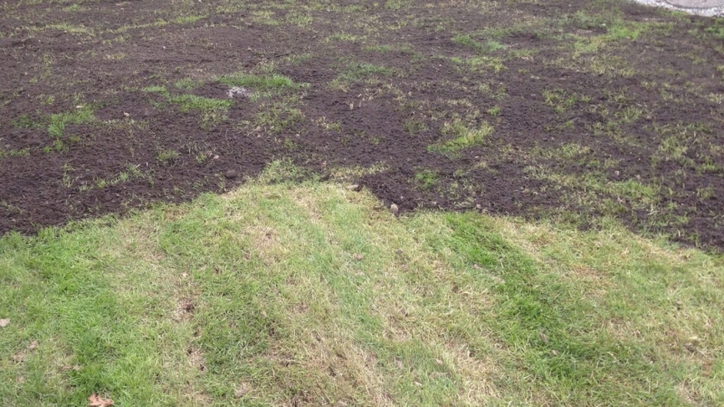 Wormencompost topdressing op gazon Wormencompost als topdressing over een gazon verspreid