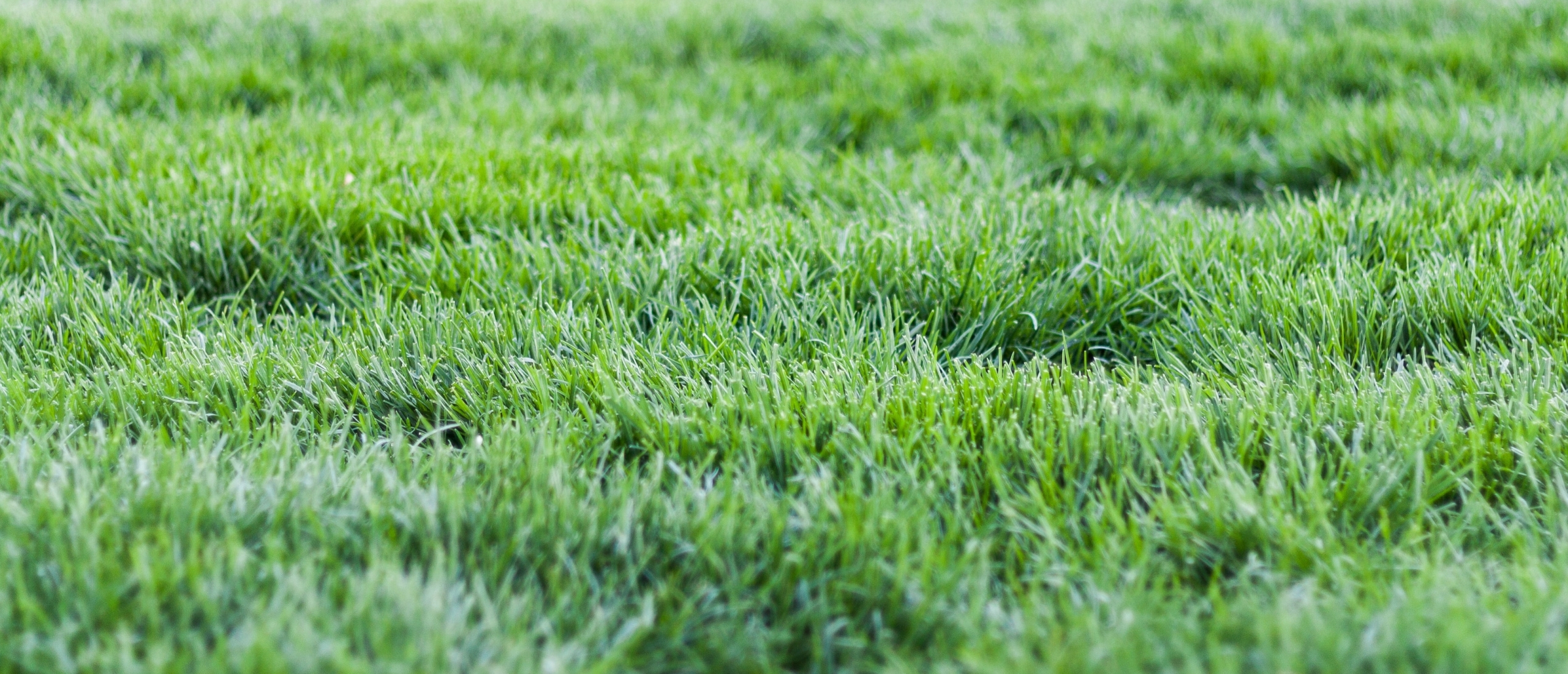 Magnesium zorgt voor groen gras Magnesium zorgt voor groen gras