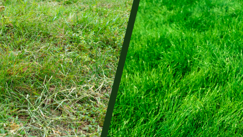 Bruine, afgestorven grassprieten hopen zich op tussen de grasmat. Door het gazon regelmatig te kammen verwijder je dit oppervlakkige organische materiaal en blijft de grasmat gezond en luchtig.