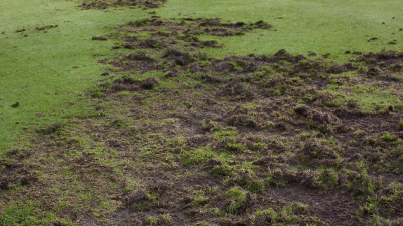 Engerlingen onder de graszode in een beschadigd gazon