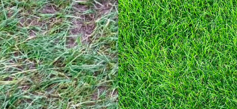 Bemesten gazon | Voor en na foto | MijnGazonCoach