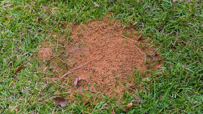 Mieren in het gazon bestrijden | Diatomeeënaarde om mieren in gazon te bestrijden