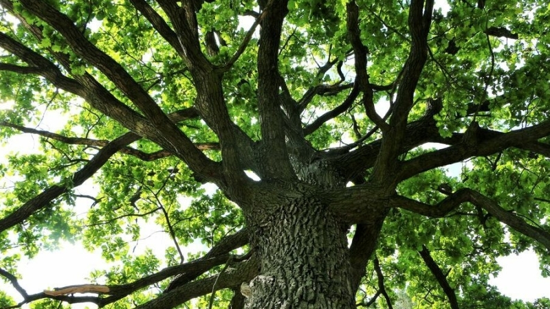 Haardas van een eikenboom | MijnGazonCoach
