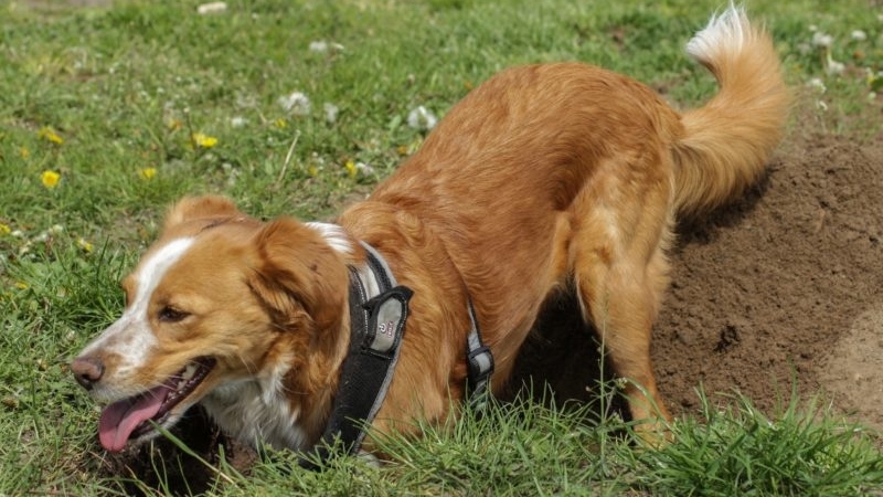 Gazon herstellen | Hond graaft gat in gazon