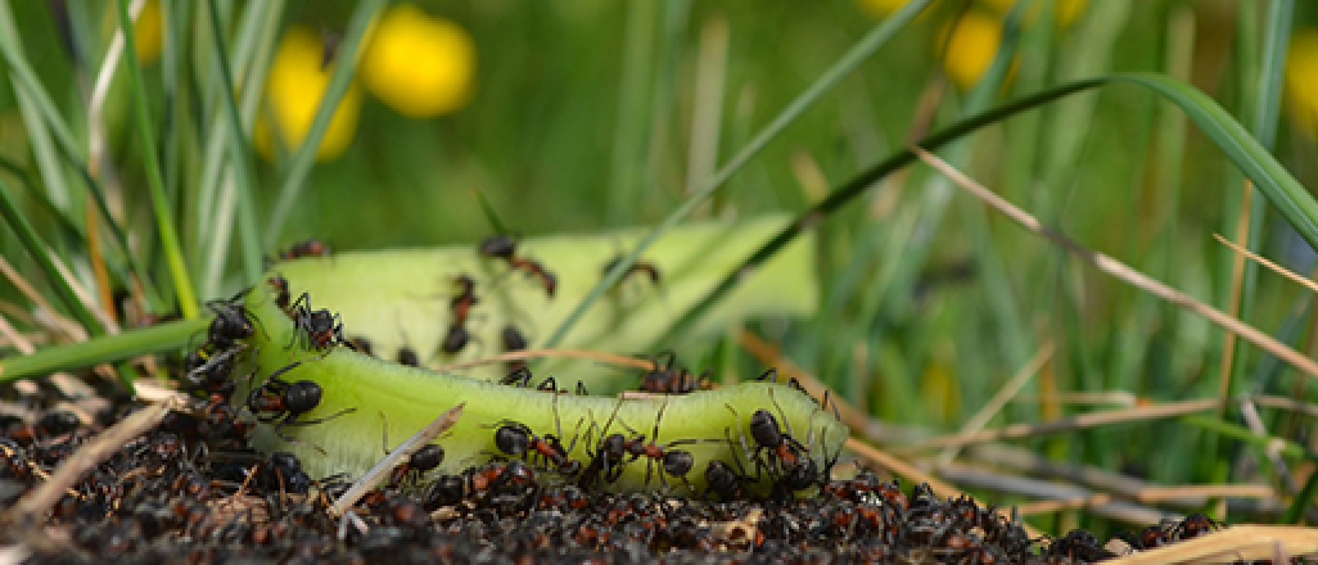 Mieren in het gazon bestrijden en voorkomen