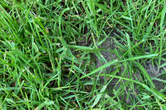 Mieren in het gras bestrijden