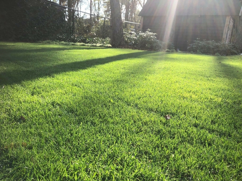 Mooi egaal groen gazon bij zon
