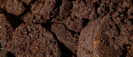 Koffiedik een bron van voedingsstoffen voor tuin en gazon