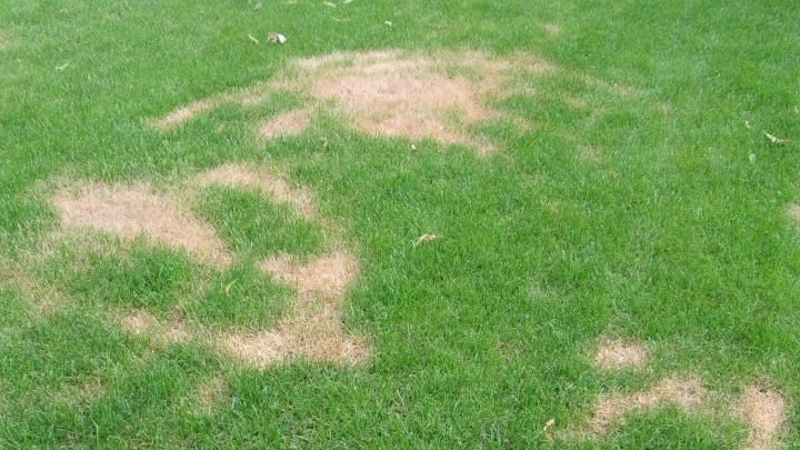 Bemesten - Verbrand gazon