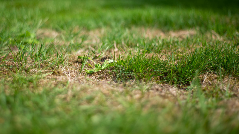 Verticuteren verwijdert de viltlaag van het gazon