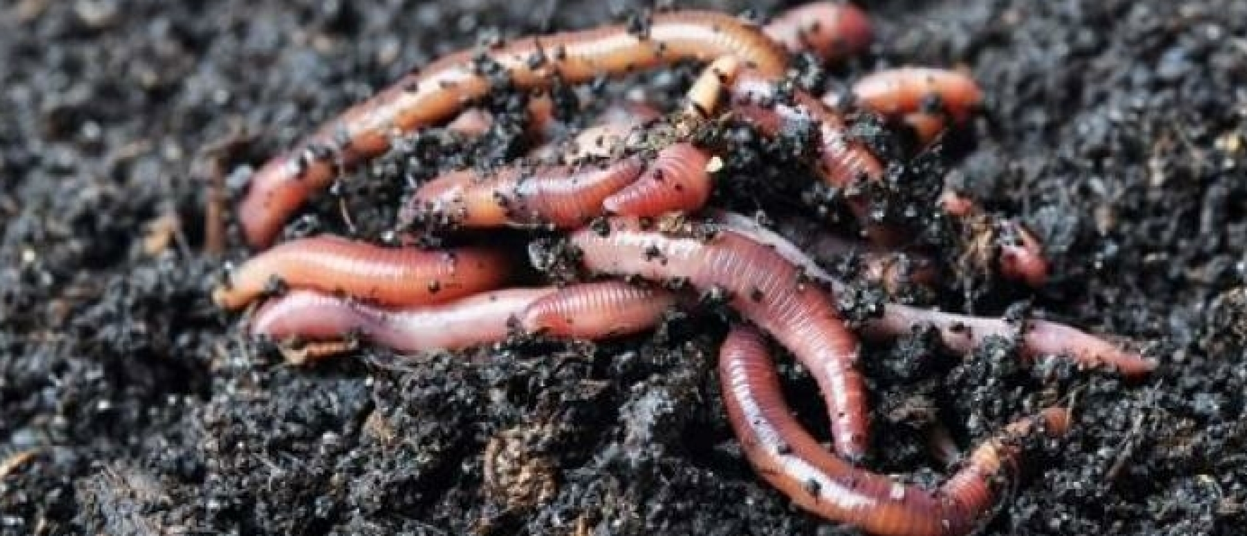 Wormencompost