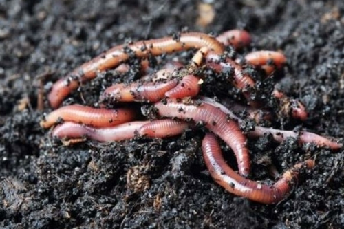 bodemverbeteraars tuin wormencompost