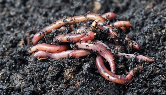 Wormencompost
