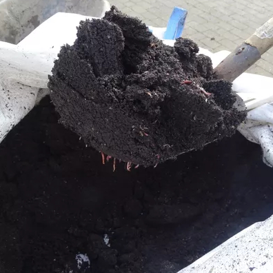Wormencompost