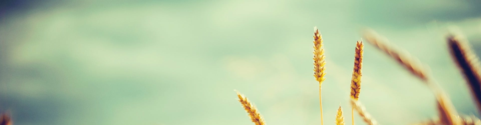 Daisycon affiliate netwerk