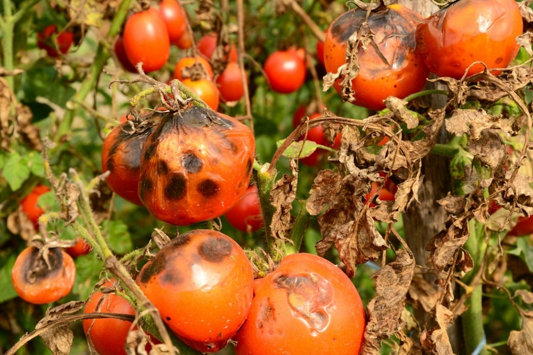 verlepte tomaten
