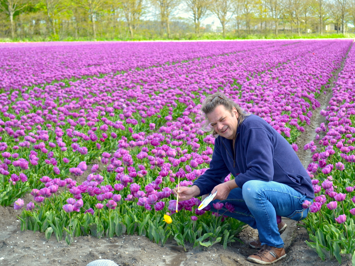 Ed Pach tulpen MijnVakantiehuisJouwVakantiehuis.nl