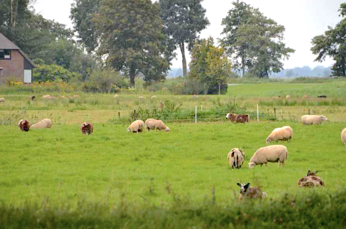 Waterstaete Ossenzijl 60, foto Ossenzijl 14 vakantiehuis schapen