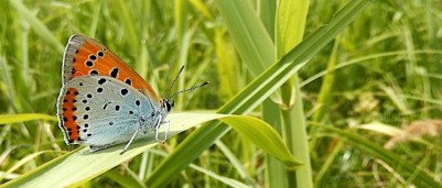 De zeer zeldzame grote vuurvlinder komt alleen voor in de Weerribben in Overijssel