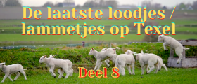 De laatste loodjes / lammetjes