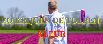 Zo krijgen de tulpen kleur