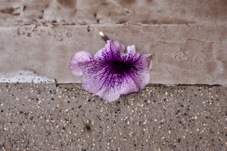 miksang retreat, miksang photography, mindful photography, miskang photography, mindfulness, meditation, yoga, meditation retreat, spirituality, creative photography fotograferen, contemplatieve, miksang contemplative photography