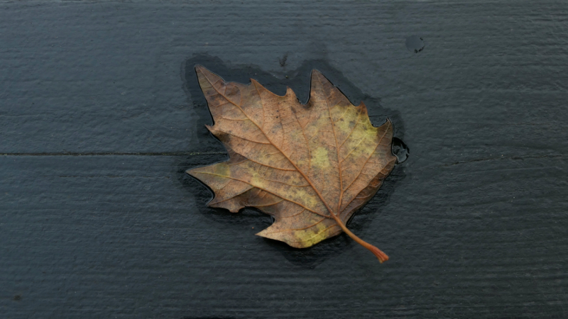 De magie van bladeren miksang, mindful fotografie,mindfulness fotograferen, meditatiecursus, miksang workshop, miksang training, hoogsensitief, hsp, contemplatieve fotografie
