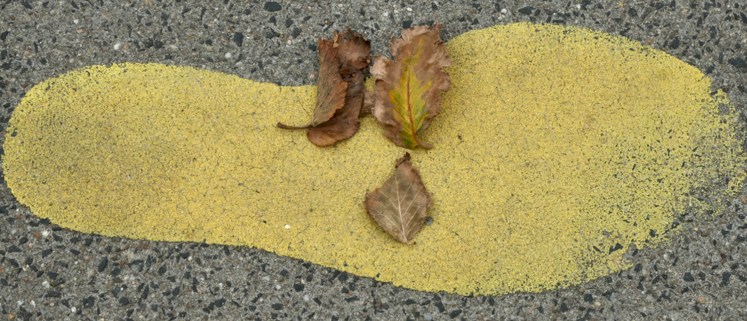 Hoe ieder blaadje een poort kan zijn naar een open hart