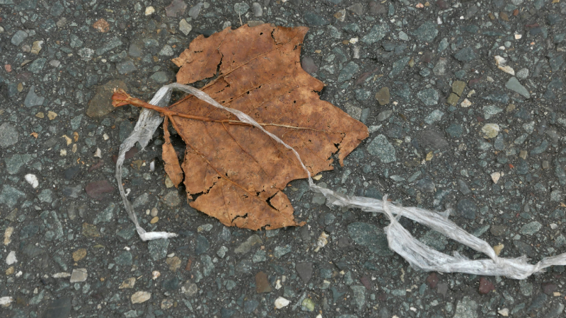 De schoonheid van blaadjes miksang, mindful fotografie, mindfulness fotografie, meditatiecursus, miksang workshop, miksang training, hoogsensitief, hsp