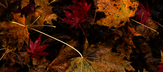 miksang retraite, miksang fotografie, mindful fotografie, miskang fotografie, mindfulness, meditatie, yoga, meditatie retreat, spiritualiteit, creatief fotograferen, contemplatieve fotografie, miksang contemplatieve fotografie