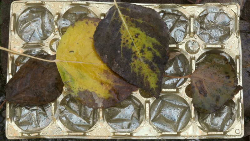 Het plezier van blaadjes miksang retraite, Miksang retraite Europa, miksang fotografie, mindful fotografie, miskang fotografie, mindfulness, meditatie, yoga, meditatie retreat, spiritualiteit, creatief fotograferen, contemplatieve fotografie, miksang contemplatieve fotografie