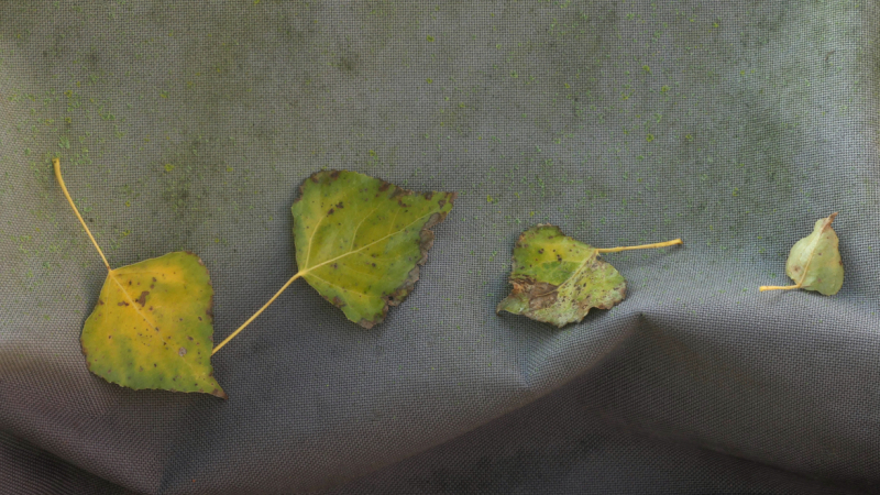 Miksang blaadjes miksang retraite, Miksang retraite Europa, miksang fotografie, mindful fotografie, miskang fotografie, mindfulness, meditatie, yoga, meditatie retreat, spiritualiteit, creatief fotograferen, contemplatieve fotografie, miksang contemplatieve fotografie