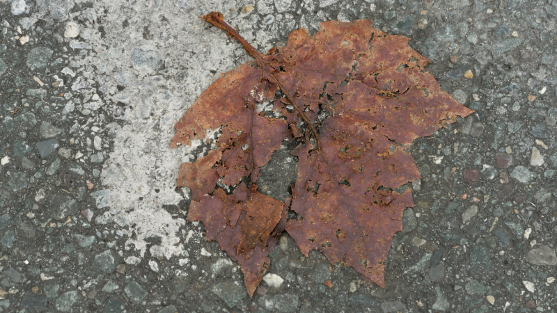 Miksang blaadjes in de hefst miksang fotografie, miksang webinar, meditatie, mindful fotograferen, contemplatief fotograferen, yoga, spiritueel fotograferen, meditatie in actie, alledaagse schoonheid ontdekken,