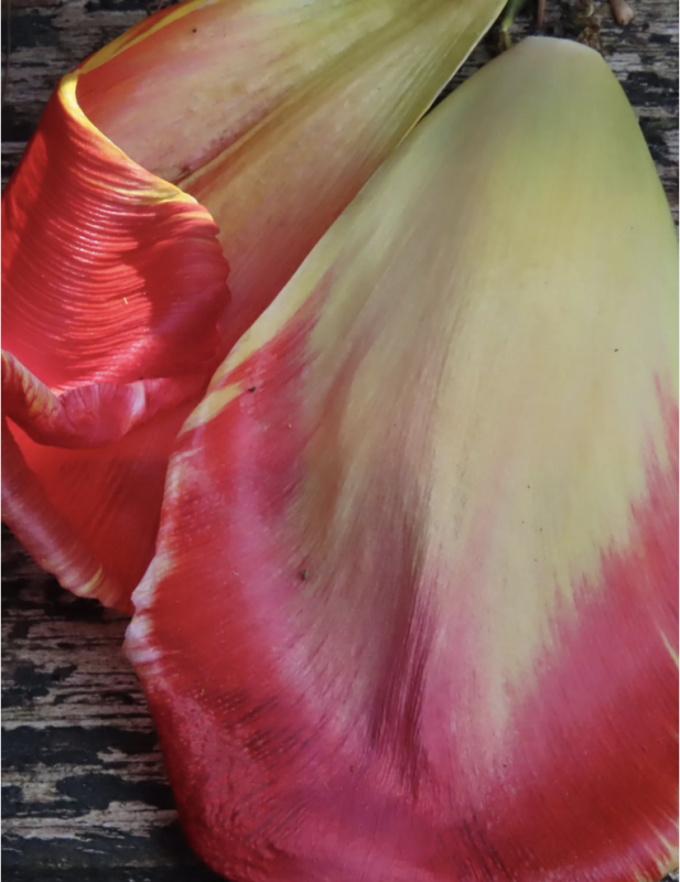 miksang, mindful fotografie, mindful fotografie, meditatiecursus, Miskang workshop, miksang cursus, hoogsensitief, hsp