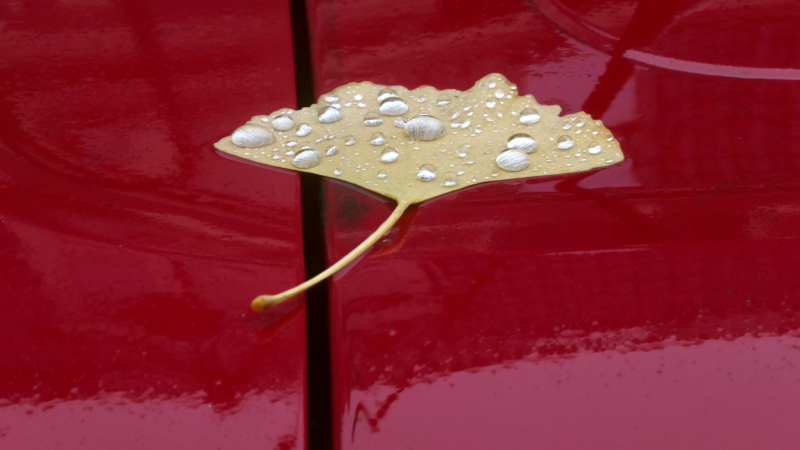 Miksang in de herfst miksang retraite, Miksang retraite Europa, miksang fotografie, mindful fotografie, miskang fotografie, mindfulness, meditatie, yoga, meditatie retreat, spiritualiteit, creatief fotograferen, contemplatieve fotografie, miksang contemplatieve fotografie